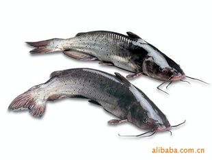 鲜活水产品 海鲜活鱼 斑点叉尾鮰