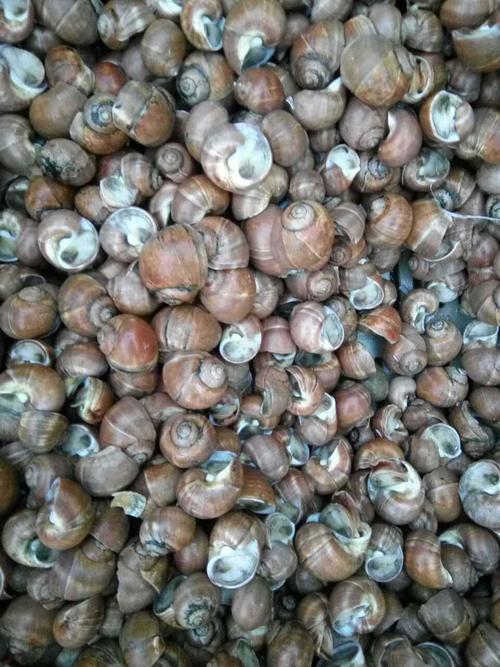 鲜活扁玉螺白盖罗 螺蛳类海鲜海产品批发 鲜活水产品一手货源