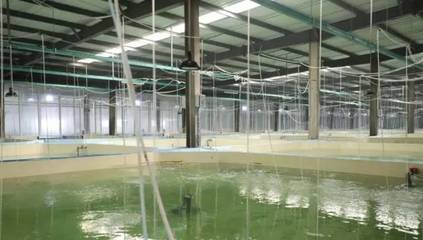工厂化养石斑鱼,每立方米产出35公斤,比传统养殖模式效益提高3-5倍!