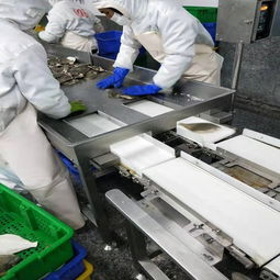 鱼类重量分选机 安康鱼自动分级机 皮带式重量分拣分级设备广昌直销